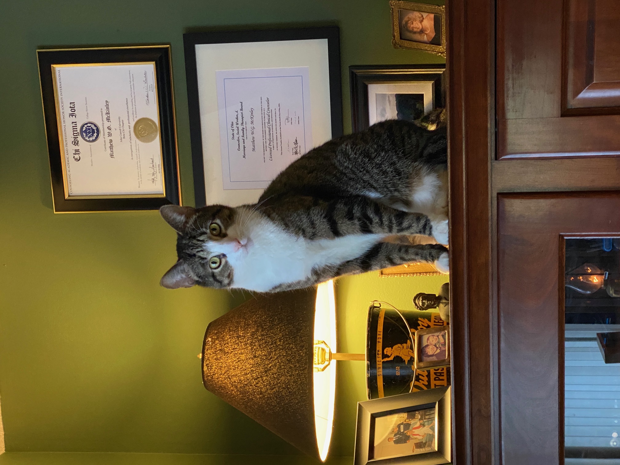 Baxter the office cat, seated regally in front of Matthew's credentials.